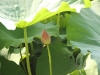 2013-08-01-0999